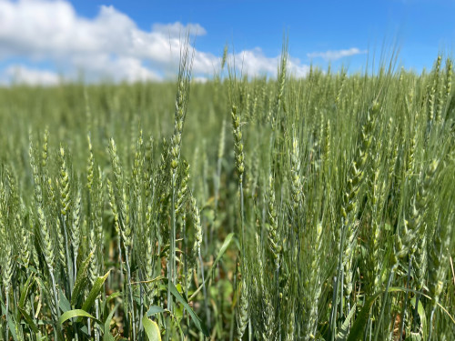 Draft ‘MAHA’ commission report avoids pesticide crackdown feared by farm groups